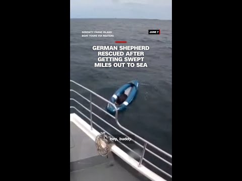 German Shepherd rescued after getting swept miles out to sea