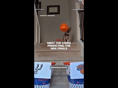 Meet the corgi predicting the NBA Finals