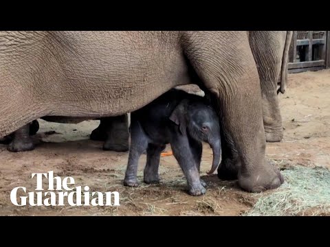 ‘Such a blessing’: Whipsnade welcomes endangered baby Asian elephant