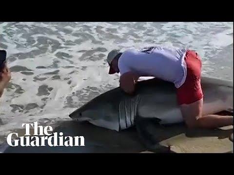 Fisher catches and releases great white shark in Massachusetts