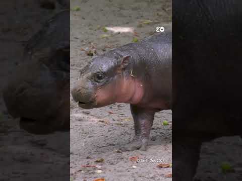 Cuteness alert: Meet “Brötchen”, Berlin Zoo’s adorable pygmy hippo | DW News
