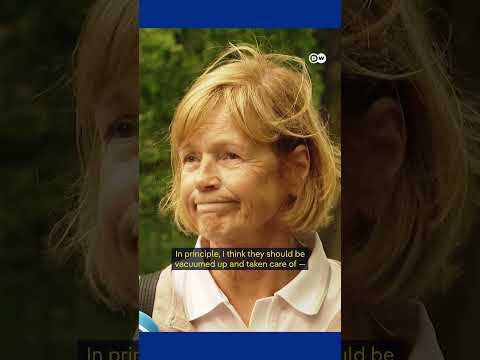 Berlin’s poisonous caterpillar invasion | DW German Politics