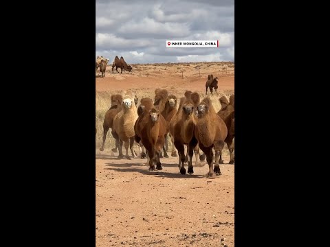 Camel milk is big money for rural China