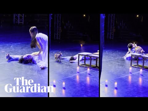 O Romeow: cat steals the show during final scene at Romeo and Juliet ballet