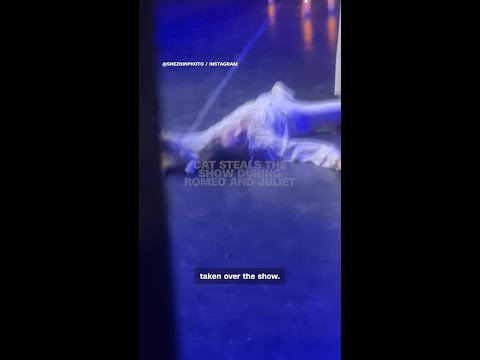 Cat steals the show during ‘Romeo and Juliet’
