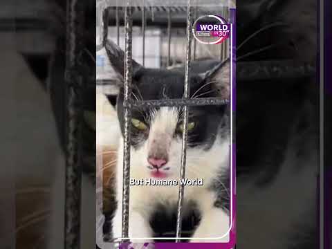 Hundreds of stolen cats freed before being slaughtered for food