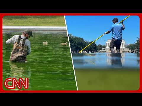 Trump’s $14M reflecting pool is turning green
