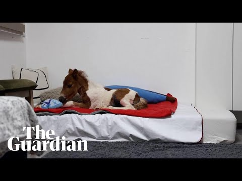 The tiny pony on the fourth floor of a Croatian flat