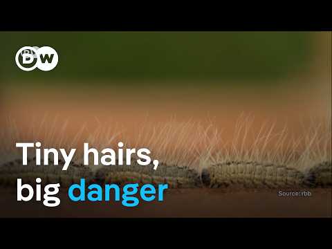 Poisonous caterpillar spreads in Europe