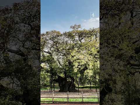‘Most famous tree in the world’ dies after series of hot summers