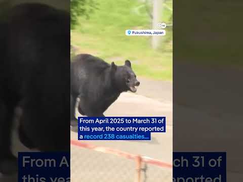 Japan holds anti-bear drills after record year of bear attacks | DW News