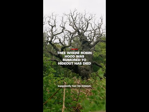 Tree where Robin Hood was rumored to hideout has died