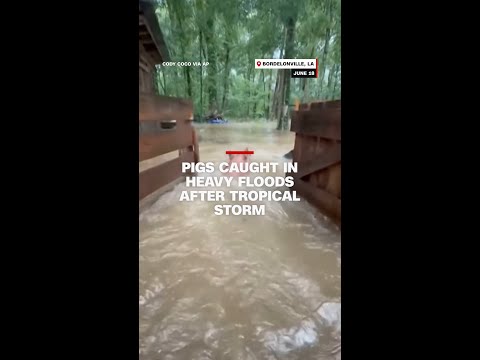 Pigs caught in heavy floods after tropical storm