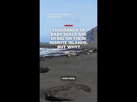 Thousands of baby seals are dying on these remote islands. But why?