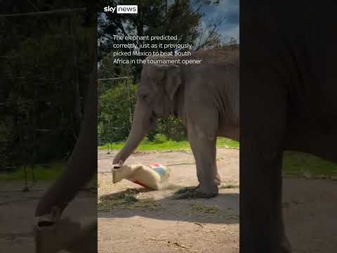 What do a duck, elephant, and poodle have in common?