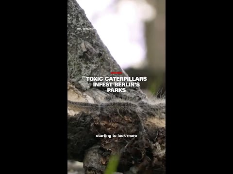 Toxic caterpillars infest Berlin’s parks