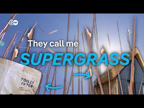 Miscanthus: the supergrass that feeds homes | DW News