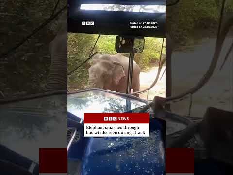 Elephant smashes bus windscreen during attack. #BBCNews