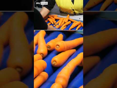 Farmer’s carrot crops damaged by soaring temperatures