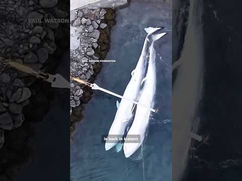 How one activist plans to end whale hunting in Iceland