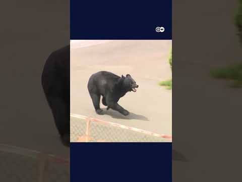 Bear attacks four people in Japan | DW News
