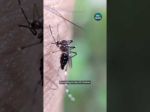 Google wants to release 32 million mosquitoes across California and Florida