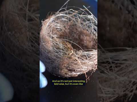 Birds in Ukraine upcycle war drone cables to build nests | DW News