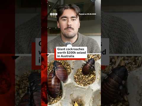 Cockroaches worth $200,000 seized in Australia. #Australia #Cockroaches #BBCNews