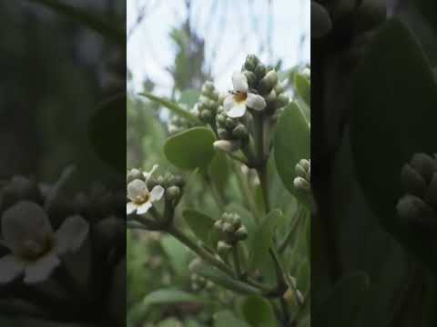 Mangrove forests showing signs of recovery after years of destruction
