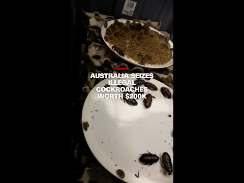 Australia seizes illegal cockroaches worth $200k