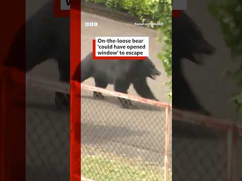 Bear ‘could have unlocked window’ to escape, say Japanese officials. #Japan #BBCNews