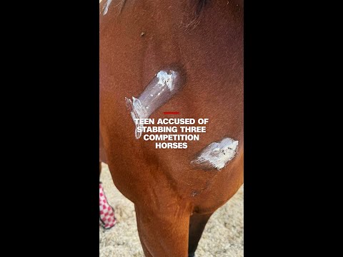 Teen accused of stabbing three competition horses