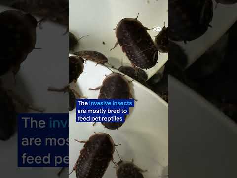 100,000 cockroaches seized in Australian bug breeding bust | DW News