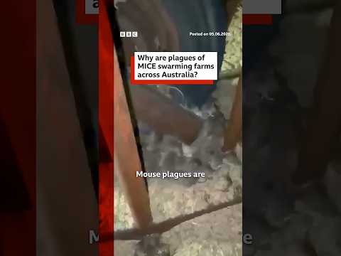 Plagues of mice terrorise farmers in Australia. #Australia #Mice #BBCNews