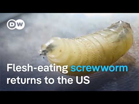 New World screwworm found in Texas cattle | DW News