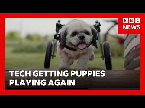 Specially designed wheels getting puppies playing again | BBC News