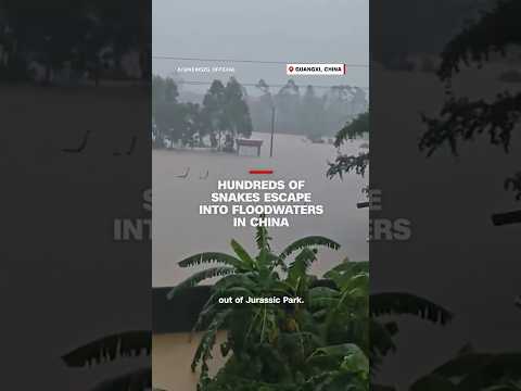 Hundreds of snakes escape into floodwaters in China