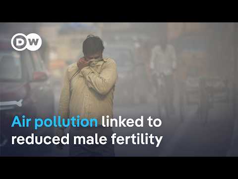 Research suggests air pollution harms male fertility | DW News