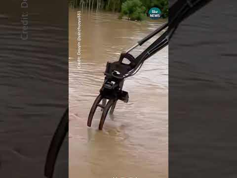 Watch the moment a pig is rescued from floodwater in China
