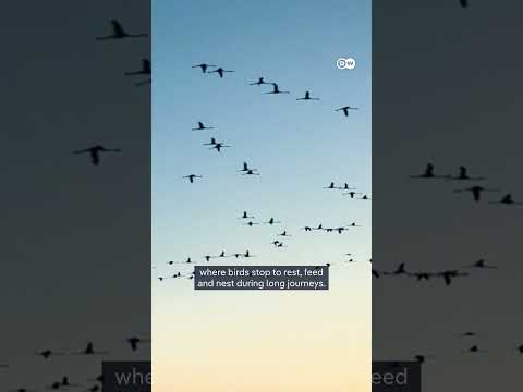 Flamingos vs Luxury Resort in Albania | DW News