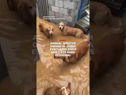 Animal shelter owner in China evacuates dogs and cats amid flooding