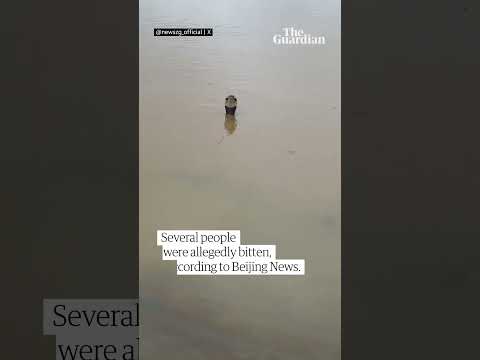 Hundreds of snakes escape breeding farms during China flooding