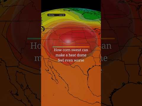 How corn sweat can make a heat dome feel even worse