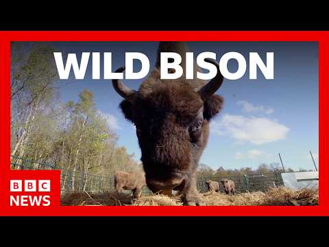 Bison roam wild in Cumbria for the first time in 6,000 years | BBC News