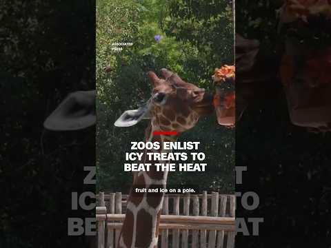 Zoos enlist icy treats to beat the heat