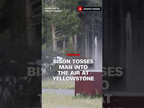 Bison tosses man into the air at Yellowstone