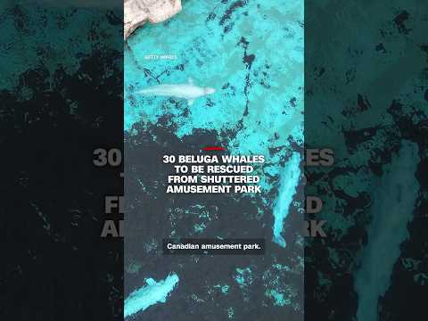 30 beluga whales to be rescued from shuttered amusement park