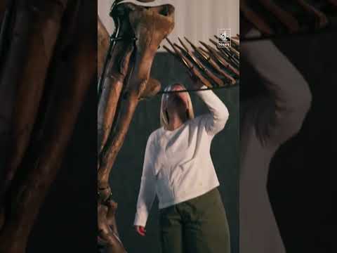 Will this T-Rex skeleton fetch $30m in auction?