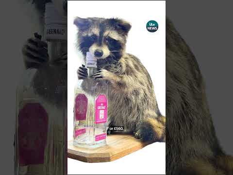 What’s the story behind Erling Haaland and his stuffed raccoon?