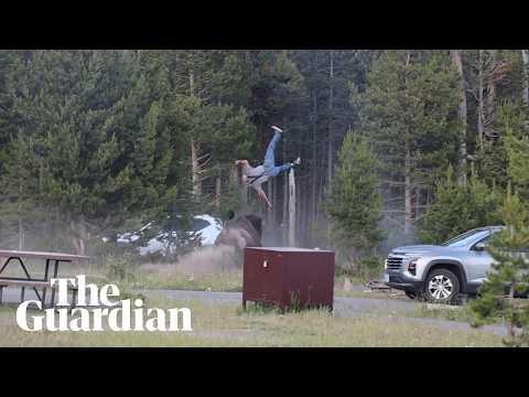 Bison tosses grandfather into the air in Yellowstone national park